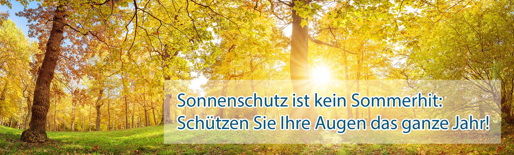 Sonniger Tag im Wald und tief stehende Sonne